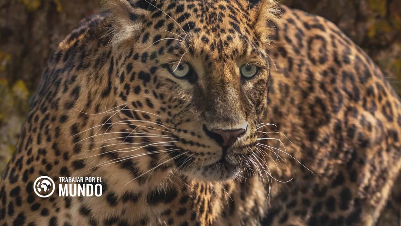 Trabajar en Un Zoológico