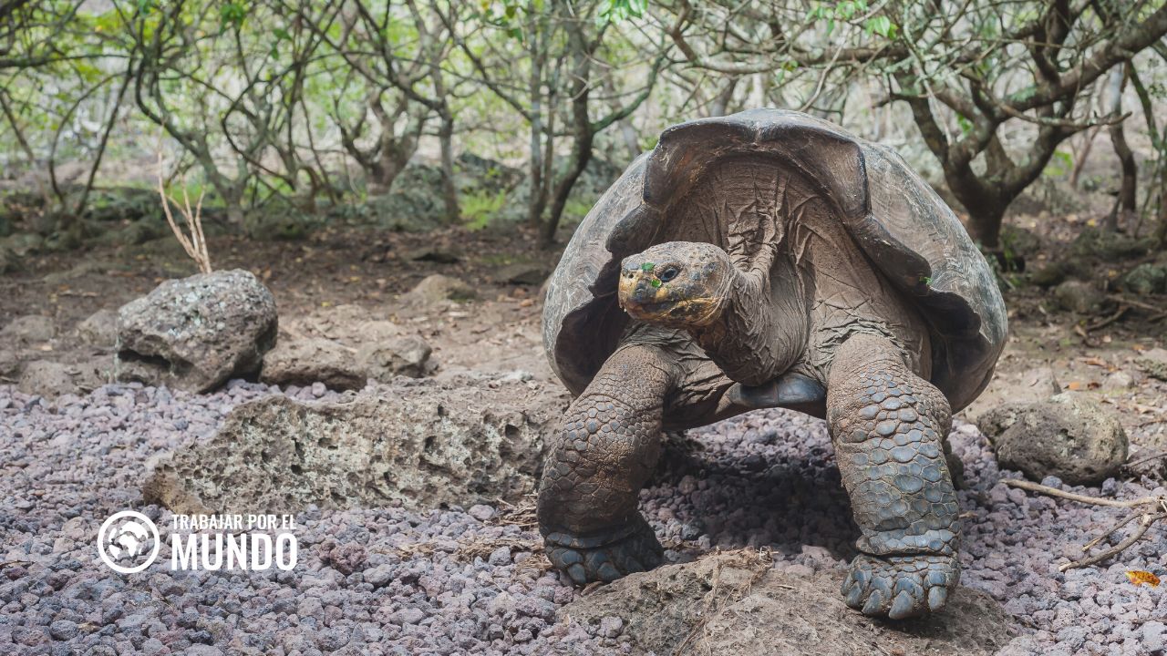 trabajo y voluntariados en las Islas Galápagos
