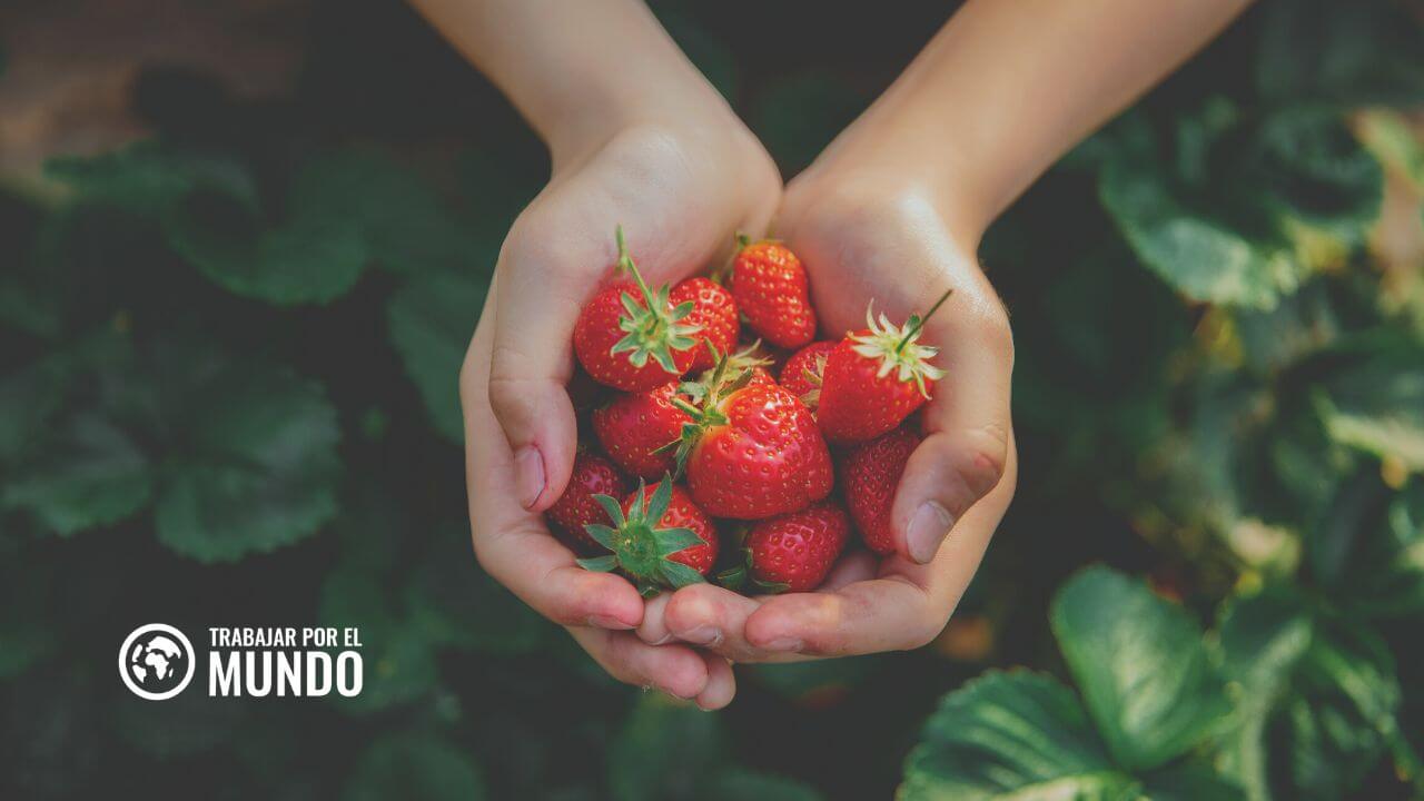 Trabajo recogida fresas dinamarca