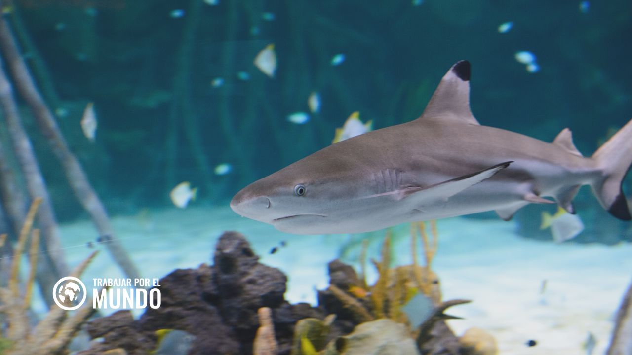 Trabajar en Loro Parque, Tenerife