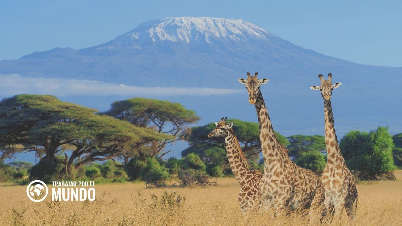 Trabajo en África en programas de conservación ¿En qué consisten?