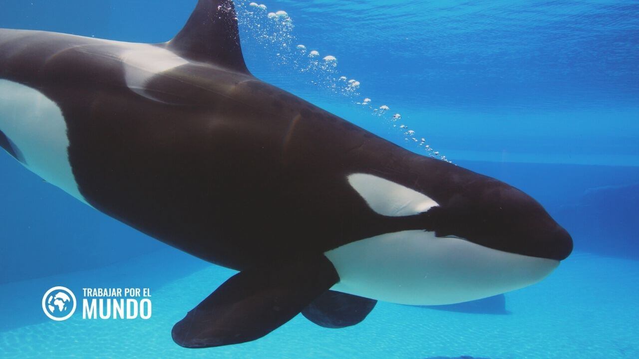 Curso de Especialista Cetáceos y otros Animales Marinos