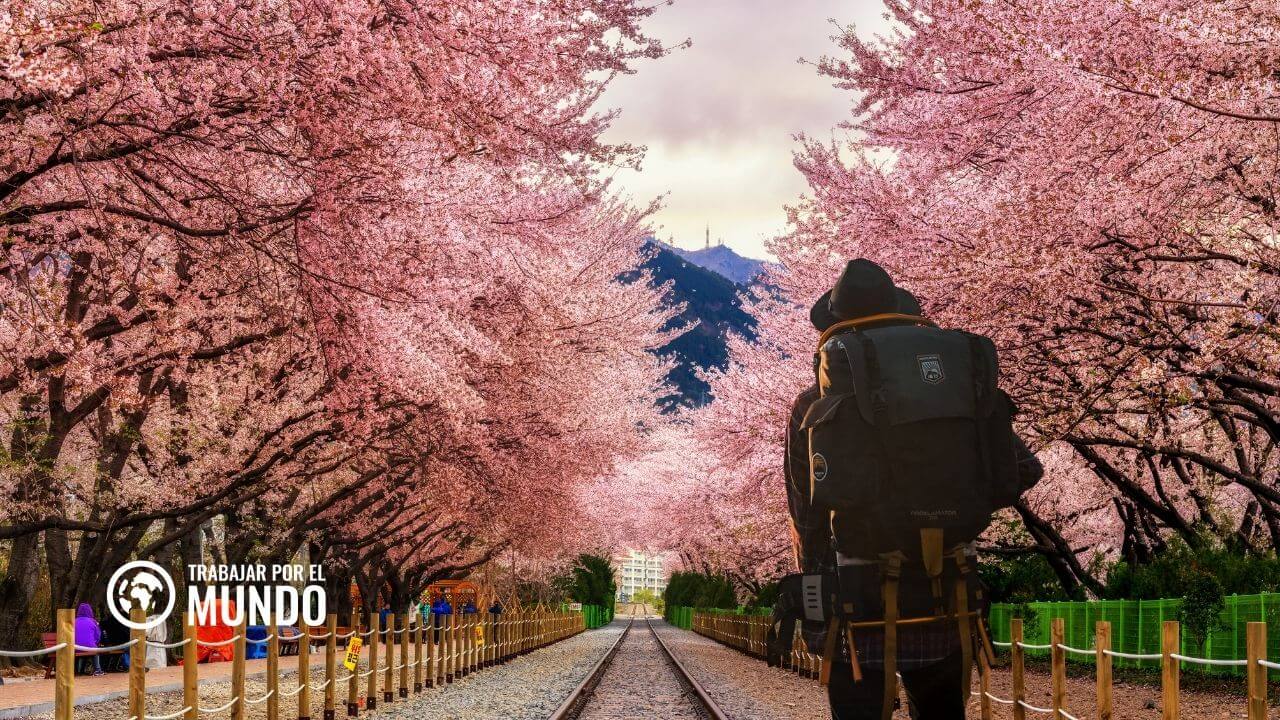 Working Holiday Visa para Corea del Sur