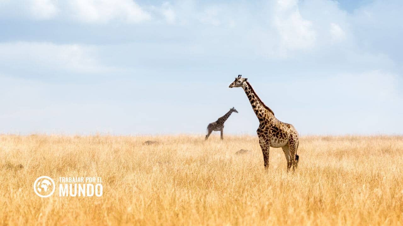 Becas para realizar un viaje de safari fotográfico