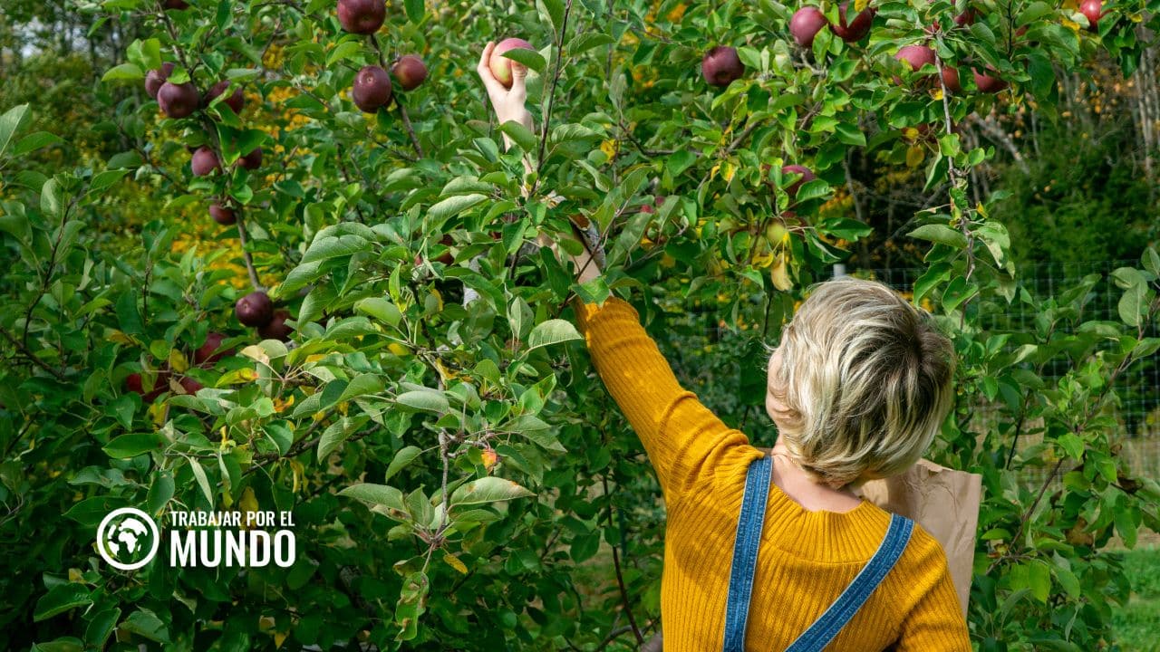 Reino Unido ha anunciado 45.000 visas para trabajadores temporales