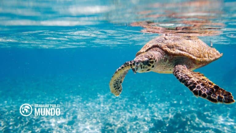 monitorear tortugas en costa rica