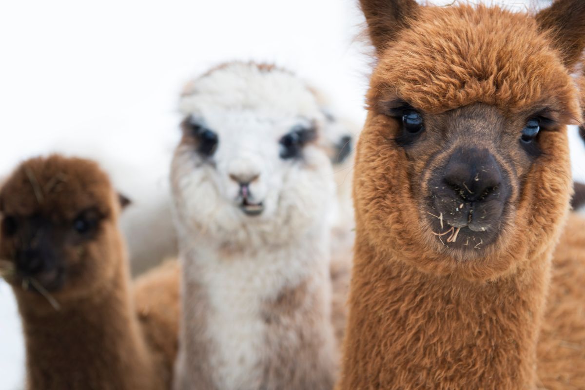Cómo vivir cuidando Alpacas en Hawái