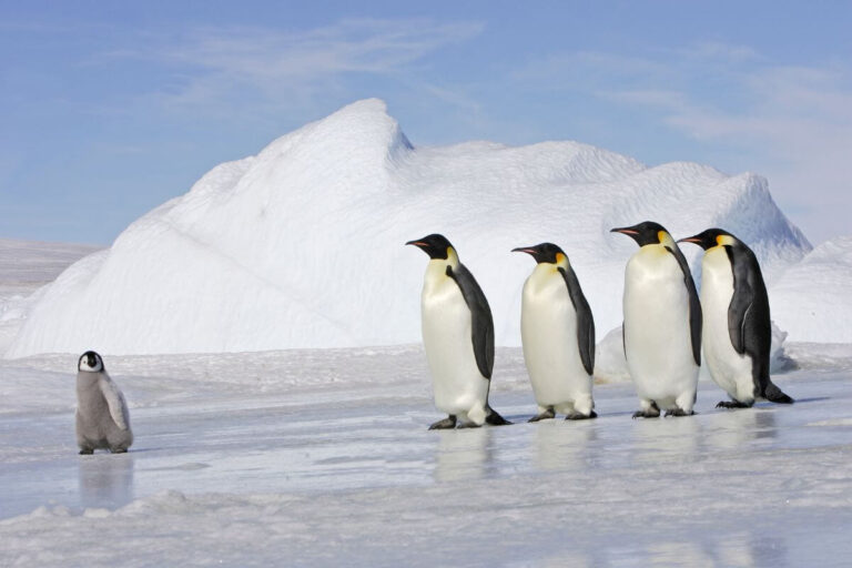 trabajar en la Antártida contando pingüinos