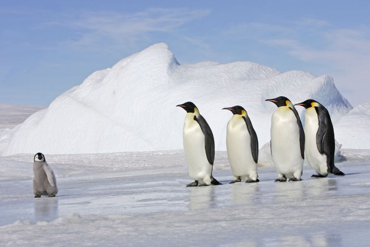 trabajar en la Antártida contando pingüinos